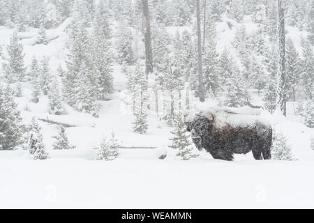 Bison/Amerikanischer Bison (Bison bison) im Winter, alte Stier mit Schnee während starker Schneefall bedeckt, in typischen Umgebung Yellowstone Stockfoto