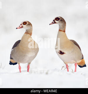 /Nilgaense Nilgänse (Alopochen aegyptiacus) Paar, Paar im Winter, nebeneinander stehen im frisch gefallenen Schnee, Beobachten, Tierwelt, Europ. Stockfoto