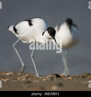 Pied Avocet/Säbelschnäbler (Recurvirostra Avosetta), Paar, Paar, aus dem Wasser, zu Fuß auf eine Muschel Bank, typischen Lebensraum, Wattenmeer, Europ. Stockfoto