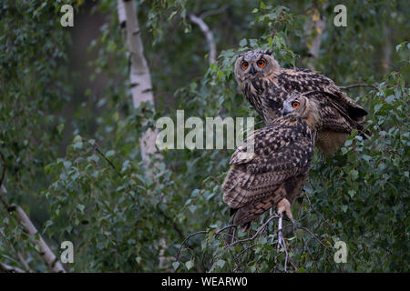 Uhu/Europaeische Uhus (Bubo bubo) zwei Junge Eulen thront, der Seite an Seite in eine Birke, in der Dämmerung, Wildlife, Europa. Stockfoto