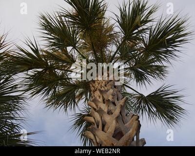 Breite, Schließen nach oben geschossen von einer Palme Stockfoto