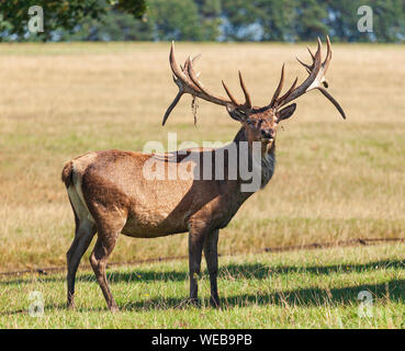 Red deer Stag Woburn Abbey. Stockfoto