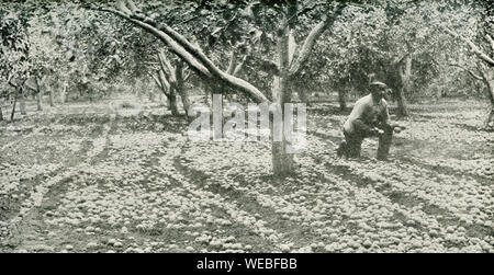 Dieses Foto stammt aus den frühen 1920er Jahren. Die Bildunterschrift lautet: Apple Orchard, Yakima, Washington. Dieser Stadtteil ist berühmt für die Produktion der größten Kulturen der feinen Äpfel in der Welt. Stockfoto