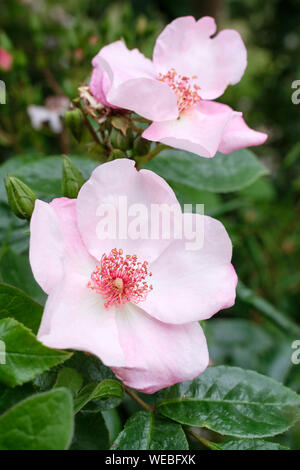 Close-up blass rosa Blüten der Rose "Der Scharlatan", Rosa' dem Scharlatan Meiguimov' Stockfoto