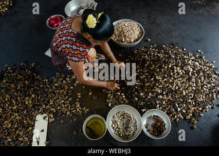 Indien, Karnataka, Moodbidri, cashew Verarbeitung Fabrik, Rohstoffe Cashewnüsse aus Afrika sind für den Export verarbeitet, Frauen knacken und Schälen rohen Nüsse Stockfoto