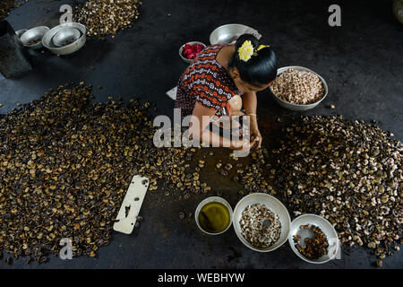 Indien, Karnataka, Moodbidri, cashew Verarbeitung Fabrik, Rohstoffe Cashewnüsse aus Afrika sind für den Export verarbeitet, Frauen knacken und Schälen rohen Nüsse Stockfoto