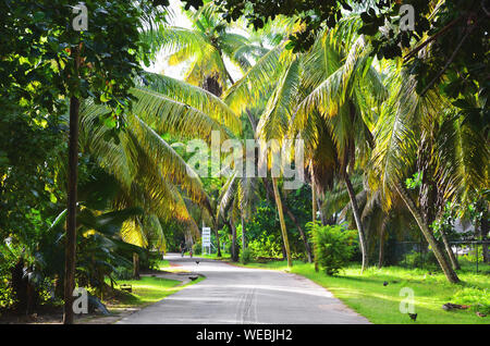 La Digue, Seychellen: Straße mit Palmen und üppiger Vegetation Stockfoto