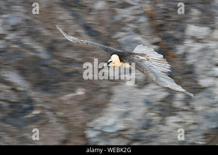 Bartgeier/Bartgeier/Laemmergeier (Gypaetus Barbatus) im Flug, Panning erschossen, vor einem steilen Abhang. Stockfoto