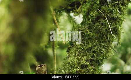 Alte gemäßigten Regenwald, georgische Dschungel - Bäume im Moss Stockfoto