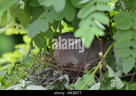 Ringeltaube/Ringeltaube (Columba palumbus) Nist-, Brut- und sitzen auf Eier, Schraffuren, in einem Baum versteckt, sehr vorsichtig und verschlossen, Europa. Stockfoto