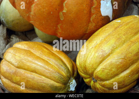 Verschiedene Sorten Kürbisse und Kürbisse auf dem Markt. Buntes Gemüse. Stockfoto