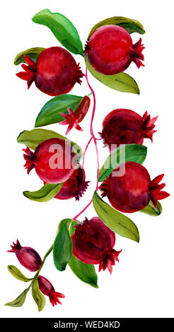Aquarell Hand gezeichnet vertikalen Zusammensetzung der Zweig mit Granatapfel. Früchte mit Blättern und Blüten auf Zweig auf weißem Hintergrund. Essen Thema. Stockfoto