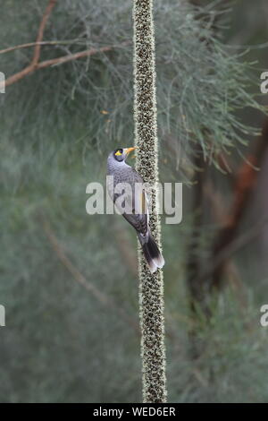 Laut Bergmann (Manorina Melanocephala), Queensland, Australien Stockfoto