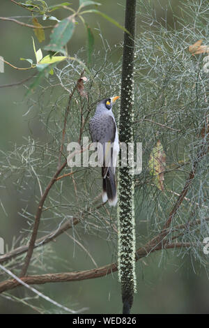 Laut Bergmann (Manorina Melanocephala), Queensland, Australien Stockfoto