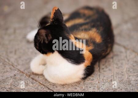 Tricolor Maneki Neko Katze liegt auf dem Steinboden, Ansicht von der Rückseite Stockfoto