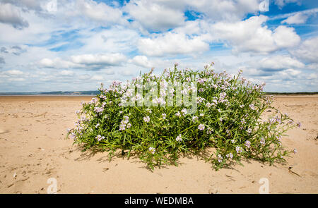 Meer lieferbar Matthiola sinuata eine seltene kreuzblütler oben Flut an Whiteford Burrows auf der Halbinsel Gower in South Wales UK wachsende Stockfoto