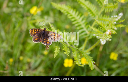 Heide fritillary Melitaea athalia im Bin Combe auf Exmoor in Somerset UK Stockfoto