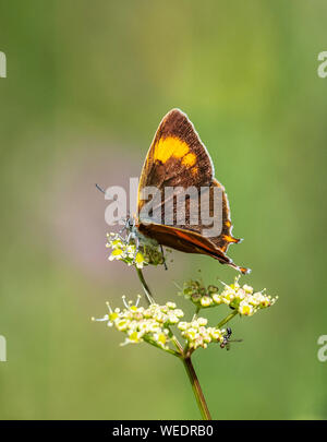 Braun hairstreak Thecla betulae Weibchen füttern - Dorset UK Stockfoto