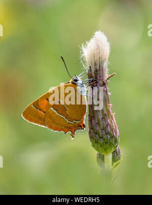 Braun hairstreak Thecla betulae Unterseite der weiblichen Fütterung auf schlanken Thistle - Alner der Stechginster Dorset UK Stockfoto