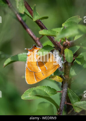 Braun hairstreak Thecla betulae weiblichen ovipositing auf Zweige von blackthorn an Alner der Stechginster Dorset UK Stockfoto