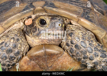 Sporn - thighed oder Griechische Landschildkröte (Testudo graeca) Nahaufnahme des Gesichts zeigen Tick, Bulgarien, April Stockfoto