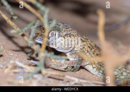 Im Nahen und Mittleren Osten Short-Fingered Gecko (Stenodactylus Doriae) stehen in den Vereinigten Arabischen Emiraten Wüste im Sand in der Nacht. Stockfoto