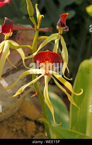 Prosthecea cochleata. Encyclia cochleata, Anacheilium cochleatum und Epidendrum cochleatum und auch der Greifer Orchidee oder cockleshell Orchid Stockfoto