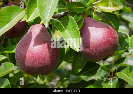 Ein Paar rote Birnen hängen von einer Niederlassung in einem Obstgarten. Stockfoto