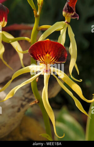 Prosthecea cochleata. Encyclia cochleata, Anacheilium cochleatum und Epidendrum cochleatum und auch der Greifer Orchidee oder cockleshell Orchid Stockfoto