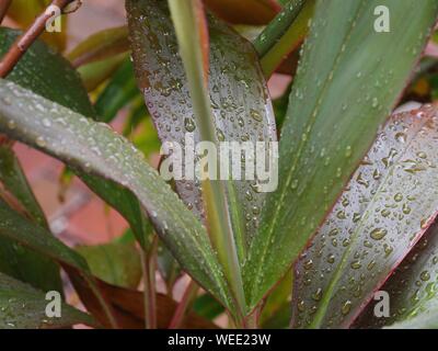 Lange bunte Blätter mit Wasser aus einem Regen abgedeckt Stockfoto