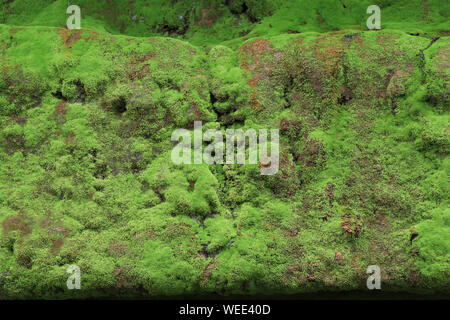 Moos wächst auf der rechten Fläche. Moos wächst auf nassen Bereichen. Grüne thallophytic Anlage. Stockfoto