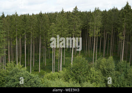 Kommerzielle Forstwirtschaft Plantage. Ardennen, Belgien Stockfoto