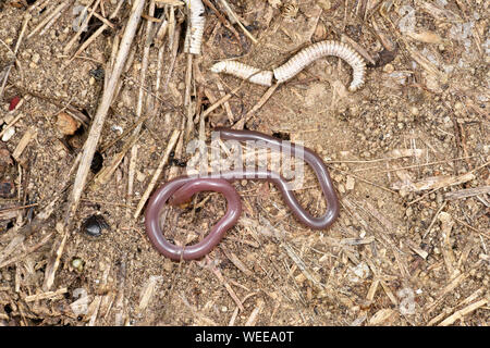 Europäische Wurm oder blinde Schlange (Xerotyphlops vermicularis) in Ruhe auf dem Boden (unter drehte Stein) Bulgarien, April Stockfoto