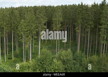 Kommerzielle Forstwirtschaft Plantage. Ardennen, Belgien Stockfoto