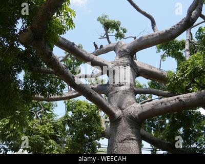 Nach oben Blick auf die verteilte sich Zweige eines riesigen kapok Tree, eine der Attraktionen in Key West, Florida. Stockfoto