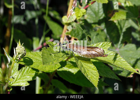 Weibchen gebänderte Demoiselle Damselfly oder Gebändert Agrion, Calopteryx splendens. Sitzen auf einem Blatt von Wasser. Stockfoto