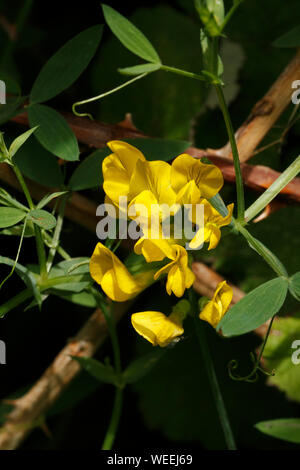 Lotus corniculatus, Bird's Foot trefoil, Fabaceae, Kleeblatt Stockfoto