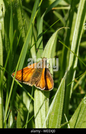 Ochlodes sylvanus, große Skipper ons des Goldenen Skipper Sorten. Stockfoto