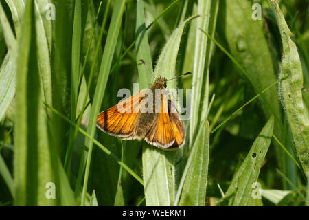 Ochlodes sylvanus, große Skipper ons des Goldenen Skipper Sorten. Stockfoto