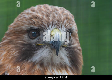 Rot - geschulterten Falken sehr scharfe Nahaufnahme Kopf schoss. Stockfoto