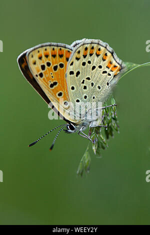 Weibliche Sooty Kupfer Schmetterling auf einem Grasstamm Stockfoto