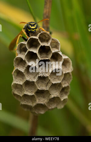 Europäische Papierwaspe (Polistes dominula) Nest Gebäude Stockfoto