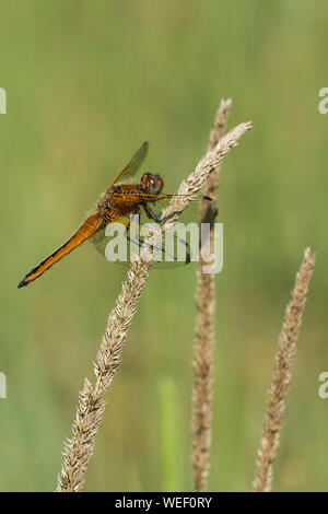 Ein weiblicher Knapper Chaser Dragonfly (Libellula fulva) thront auf dem trockenen Samenkopf eines Grases. Stockfoto