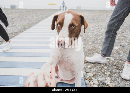 Ausgebildete obdachlosen Hund die Pfote schütteln Niedlich. Sicht der Schuß von einem ausgebildeten streunender Hund die Pfote, Verabschiedung Konzept Stockfoto