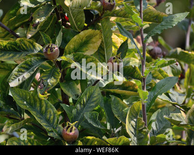 Mispeln wachsen auf Baum Stockfoto