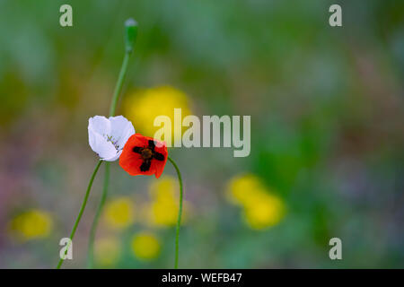 Red and white poppies leaning to each other. Creative colorful macro photo Stockfoto