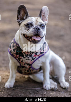 Pied Französische Bulldogge weiblichen Porträt. Stockfoto