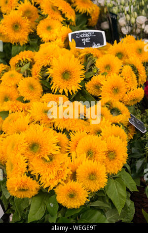 Sonnenblumen für Verkauf in einem Paris, Frankreich Flower Shop mit Preis in Euro Stockfoto