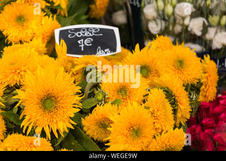 Sonnenblumen für Verkauf in einem Paris, Frankreich Flower Shop mit Preis in Euro Stockfoto