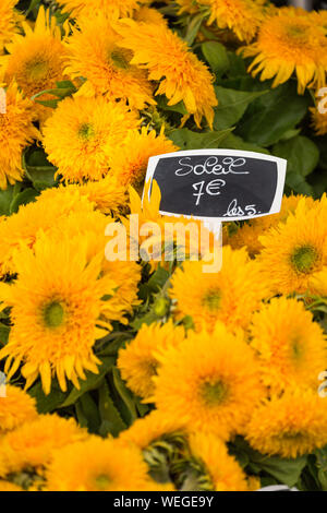 Sonnenblumen für Verkauf in einem Paris, Frankreich Flower Shop mit Preis in Euro Stockfoto